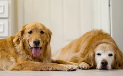 Рыжие собаки - красивые фото