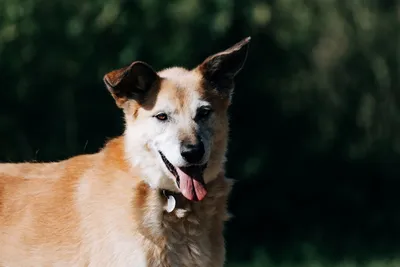 Рыжие породы собак — обзор с фотографиями и названиями