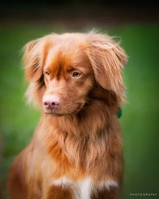 Рыжие собаки: 50 пород маленьких, средних и больших псов с фото и названиями