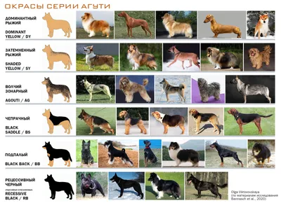 Собаки сталкиваются с коллекцией рыжих собак PNG , маламут, млекопитающее,  животное PNG картинки и пнг рисунок для бесплатной загрузки