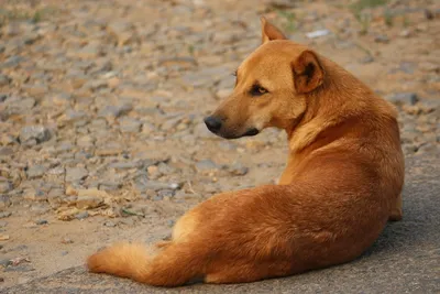 Корм Для рыжих и коричневых собак - LapoMania - купить в Украине