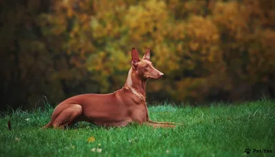 Рассмотрите рыжей собаки (58 фото) - картинки sobakovod.club