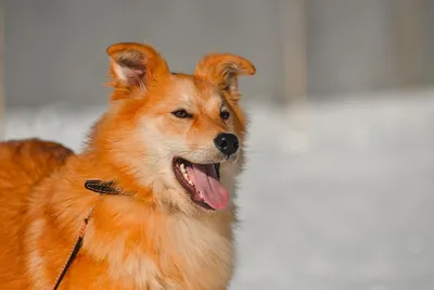 Рыжая собака | Собаки, Немецкие овчарки, Породы собак