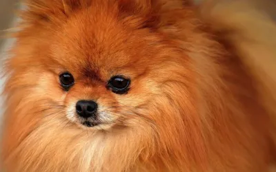 В Кольчугино спасли 14 рыжих собак | 07.09.2020 | Владимир - БезФормата