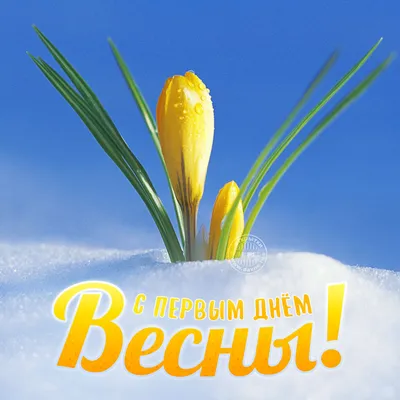 с первым днем весны - Поиск в Google | Spring flowers, Garden, Flowers