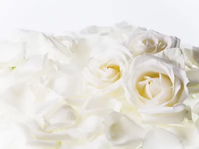 Букет из белых роз с эвкалиптом для мамы купить с доставкой по Томску:  цена, фото, отзывы
