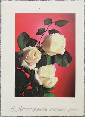 Концепция Праздника 8 Марта Белые Розы На Белом Фоне Международный Женский  День Цветочная Поздравительная Открытка Для Женщин Цветочная — стоковые  фотографии и другие картинки Абстрактный - iStock
