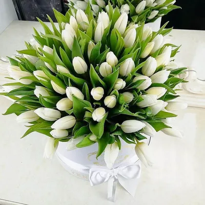 101 белый тюльпан в коробке за 18 090 руб. | Бесплатная доставка цветов по  Москве