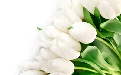 Букет «Белые тюльпаны» – заказать в Красноярске в компании «Ромашково»