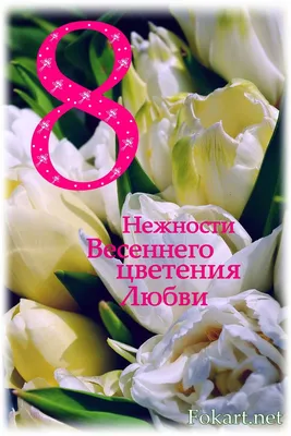 Картинки Белый Тюльпаны Цветы 3464x2244