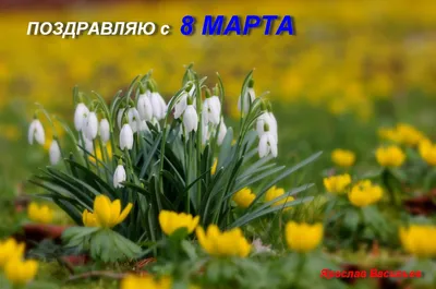 Поздравляем милых дам с 8 марта! / новости natasha-tekstil.ru