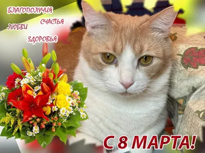 Открытка поздравительная «8 Марта!» (белая кошка) — Интернет-магазин  Creative Box — Милая Канцелярия, Подарки
