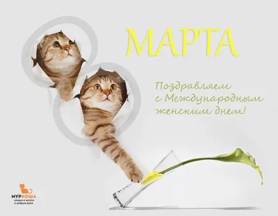 Поздравьте кошек из приюта с 8 марта! | Центр помощи кошкам «Муркоша» | Дзен