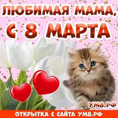 К 8 марта : С 8 Марта! Очаровательная кошка. (Томик 8_Марта-44)