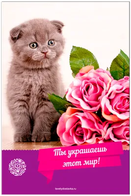 Открытка: Открытка на 8 марта с прикольным котом | Открытки, Праздник,  Праздничные открытки