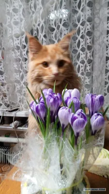 Доска разделочная большая «8 марта. Кошка», 19,5x27,5 см - купить в Москве,  цены на Мегамаркет