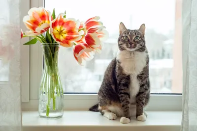 Кот и тюльпаны - Скачайте на Davno.ru