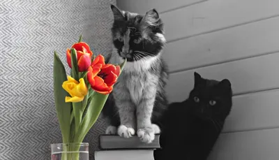 Ветеринрная клиника Шерхан - Котенок Сёма и ветеринарная клиника «Шерхан»  поздравляет всех милых дам с Международным женским днём💐Будьте счастливы,  наши дорогие дамы🎉🎉🎉 #шерханвет #8марта #кот #кошка #котенок #собака  #щенок #sherhanvet #vet #kitten #