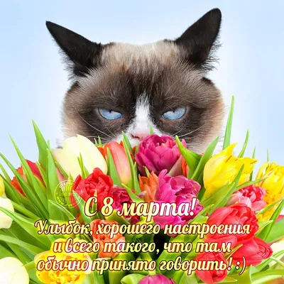 С 8 марта! Поздравление читательницам от котиков — Иркутск Сегодня