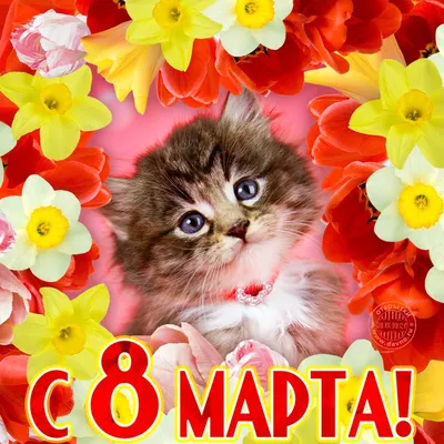 CATS-открытки :: Виртуальные открытки с кошками и котятами :: 8 Марта