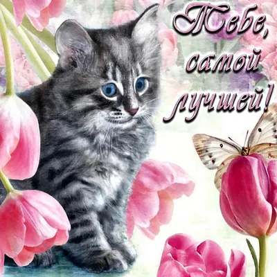 Кот и 8 марта открытки - картинки и фото koshka.top