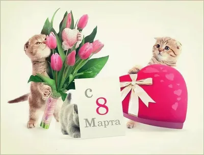 Картинки поздравления с 8 марта с котами (45 фото) » Юмор, позитив и много  смешных картинок