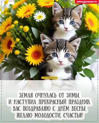 Открытка с 8 марта, с котятами и жёлтыми ромашками • Аудио от Путина,  голосовые, музыкальные