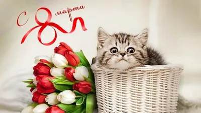 Картинки поздравления с 8 марта с котами (45 фото) » Юмор, позитив и много  смешных картинок