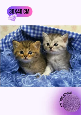 Красивые открытки с котиками - 66 фото