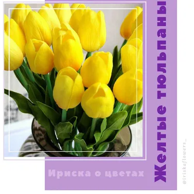 Желтые тюльпаны - цветок счастья! - Магазин цветов \"Ириска\"