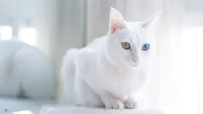 Картинки с белыми кошками