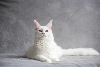 Белый кот в доме: какими особенностями обладают белоснежные воспитанники  согласно приметам | Эзотерика -путь к себе | Дзен