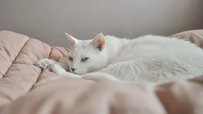 Аниме девушка-кошка с белыми …» — создано в Шедевруме