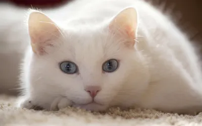 Белые кошки — символ чистоты и совершенства » Кошка Ветра