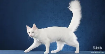 Как назвать белую кошку? 20 имен для питомцев с ангельской внешностью -  Питомцы Mail.ru