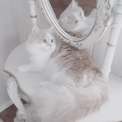 Пин от пользователя cute_kiss_cherry на доске котовые | Кошки, Кот, Белые  кошки
