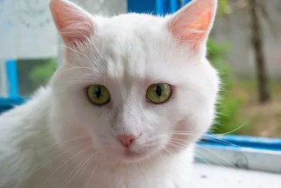 4 породы исключительно белых кошек: необычные факты и описание - YouTube