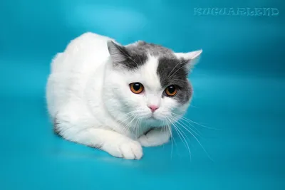 Найдена кошка Котенок с ошейником, чёрный с белым кончиком хвоста |  Pet911.ru