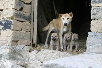 Бездомные животные – жертвы или угроза: россияне рассказали, как относятся  к бродячим собакам и кошкам - KP.RU