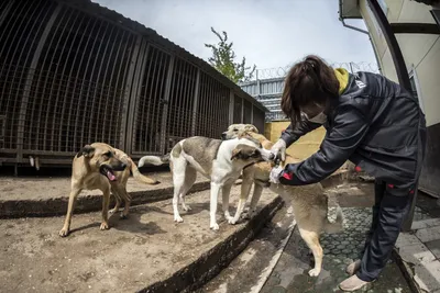 Госдума одобрила новые правила обращения с бездомными животными -  Российская газета