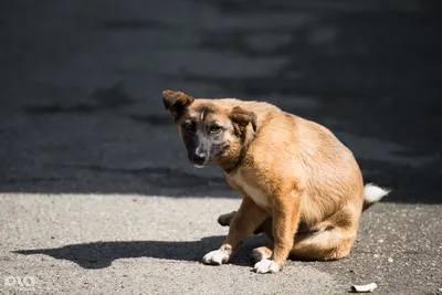 Только от жизни собачьей? Почему бездомные животные кусают воронежцев