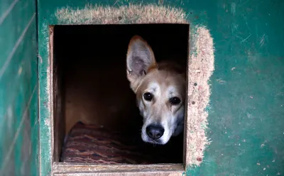 Новороссийцам снова разрешили контактировать с бездомными животными