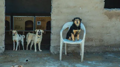 Блог зоозащитника: Кто следит за бездомными животными в Мариуполе и сколько  за это получает? – Мережа центрів громадського контролю «ДІЙ!»