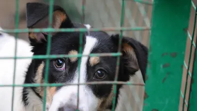 Из Думы отозвали законопроект о праве регионов убивать бездомных животных —  РБК