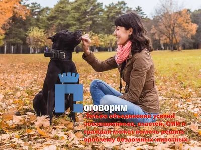 Зоозащитники научат любить бездомных животных | Победа РФ | Новость от  10.02.2022