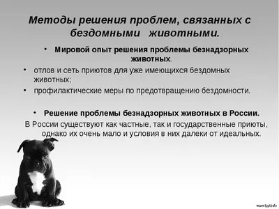 В Нижнем Новгороде «Единая Россия» помогла собрать для бездомных животных  более 200 кг помощи