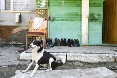 В Подмосковье законодательно закрепили правила обращения с бездомными  животными - В регионе - РИАМО в Подольске