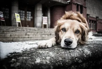 Украина будет контролировать количество бездомных животных гуманными  методами | Sobitie