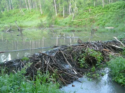 Как литовский лесовладелец спасал затопленный бобрами лес - Delfi RU