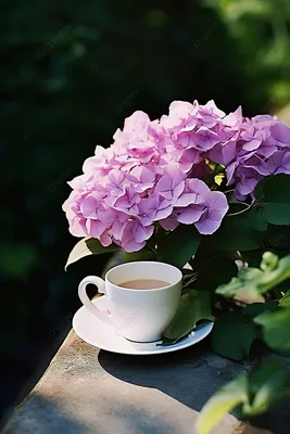фиолетовые цветы в чашке кофе в саду Фон Обои Изображение для бесплатной  загрузки - Pngtree